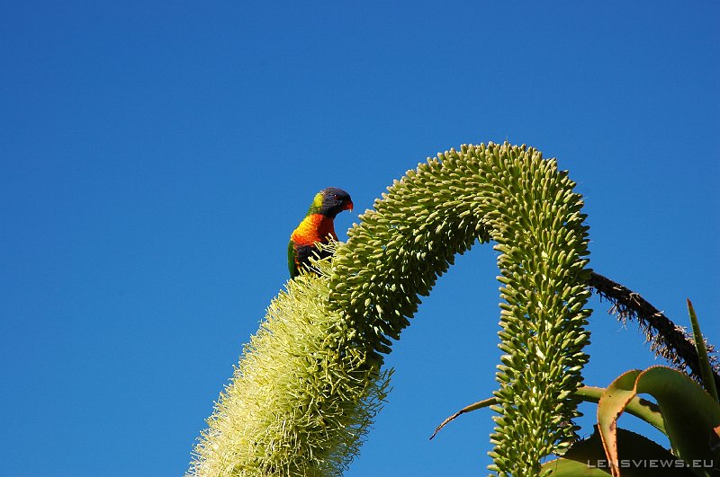Rainbow Lorikeet 100 
